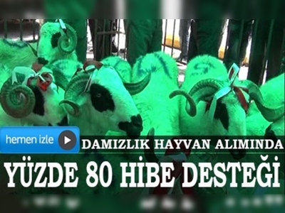 Damızlık hayvan alımına yüzde 80 hibe desteği	