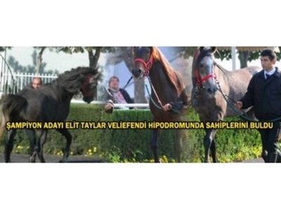 Şampiyon Adayı Elit Taylar Veliefendi Hipodromunda Sahiplerini Buldu