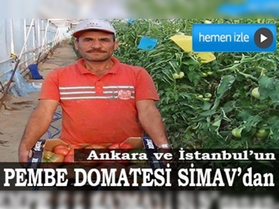 Kiloluk pembe domates seraların gözdesi oldu