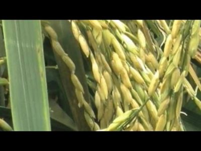 İklim değişikliğine dayanıklı pirinç tohumu