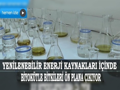 Dallı darı bitkisinden 'biyobenzin' üretildi