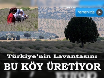 Türkiye'nin lavantası bu köyden çıkıyor