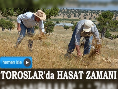 Toroslar'da hasat zamanı