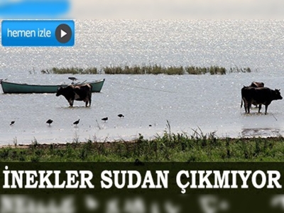 Sıcaktan strese giren sığırların imdadına kuş cenneti yetişti