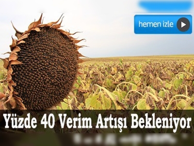 Ayçiçeği rekoltesinde artış beklentisi