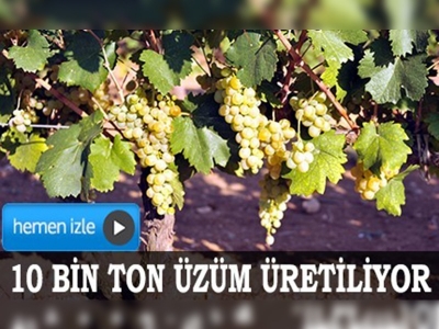 Kazova üzümü rağbet görüyor