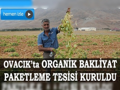 Tuncelide  organik kuru fasulye hasadı