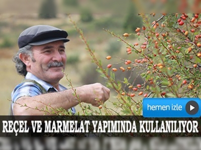 Çubuk'ta yabani meyve hasadı başladı