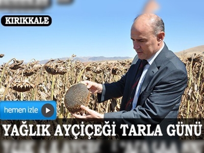 Yağlık ayçiçeğinde yüksek verim elde edildi