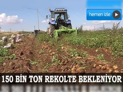 Ahlat'ta patates hasadı başladı