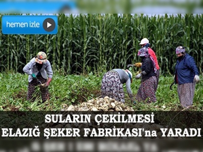 Baraj gölü havzasına pancar ektiler