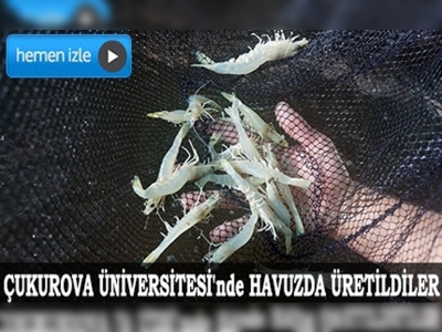 Havuzda Karides Ürettiler
