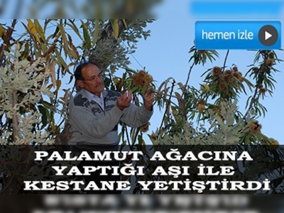 Palamut ağacında kestane yetiştirdi