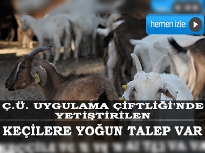 Üniversiteli keçiler 