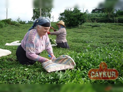 Çay üreticilerinin tercihi ÇAYKUR