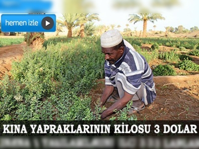 Fas'ta tarladan ellere kınanın öyküsü