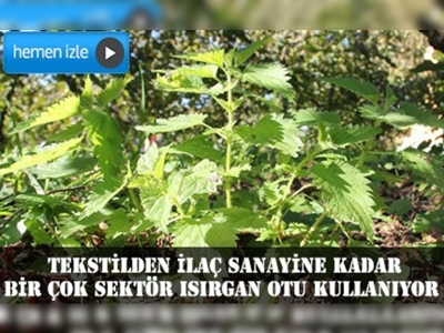 Isırgan otu birçok sektörün hammaddesi