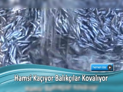 Hamsi denizlerimizi terk ediyor