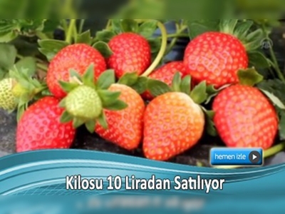 Silifke'de çilek hasadı başladı