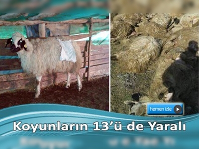 Ereğli'de yaban hayvanları 25 koyunu telef etti