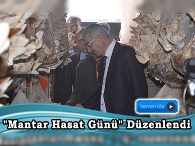 Niğde'de İstiridye mantarı üretimi