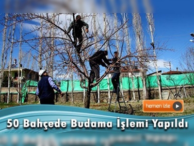Erciş'te meyve budama ve aşılama dönemi başladı