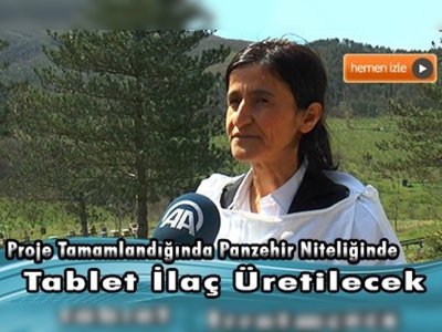 Mantar zehirlenmesinin şifası ''propolis'' olacak 