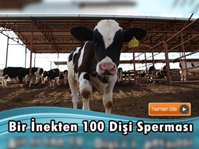 Embriyo transferiyle yüksek kalitede dişi buzağı elde edilebilir