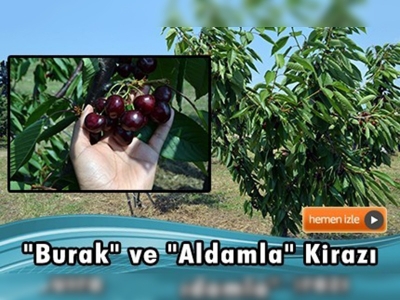 ''Burak'' ve ''Aldamla'' kirazı görücüye çıktı
