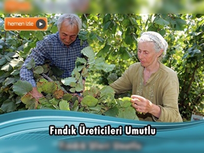 Fındıkta hasat zamanı 