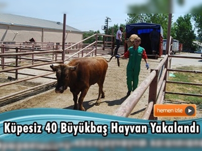 Tekirdağ'da kaçak kurbanlık danalara el konuldu