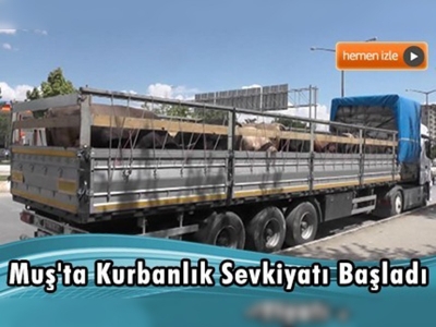 Muş'ta 55 bin küçükbaş, 21 bin büyükbaş kurbanlık sevkiyatı