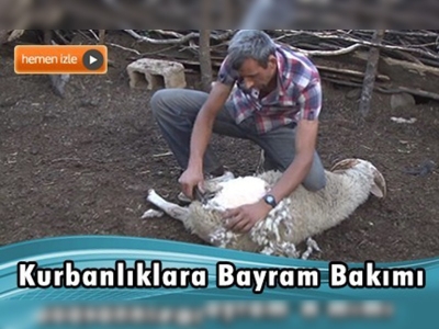 Kurbanlıklar alıcının karşısına bakımlı çıkıyor