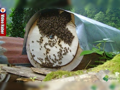 Çamlıhemşin balı altın kıymetinde