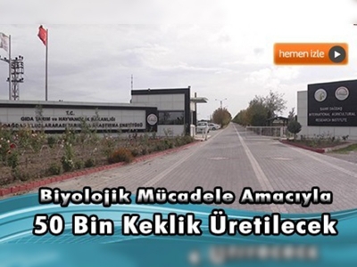 Kene ve süneyle ''kınalı keklik'' savaşacak 