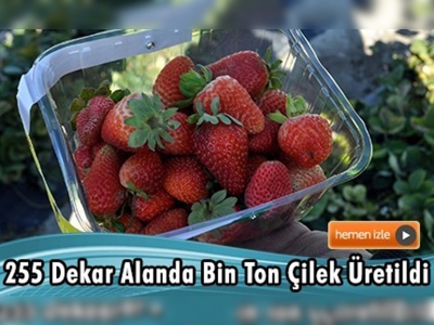 Niğde'nin çileği marka olma yolunda