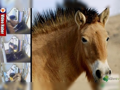 Atlara yapılan işkence yürekleri sızlattı