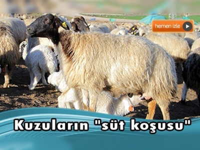 Elazığ'da kuzuların süt emme anı renkli görüntüler oluşturuyor