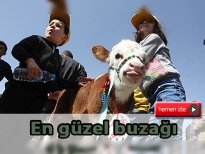 Bingöl'de en güzel buzağı yarışması yapıldı