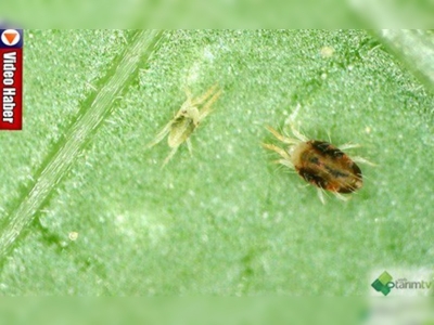 Çiftçilere 'örümcek' müjdesi