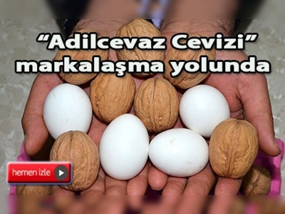 Adilcevaz cevizi markalaşma yolunda