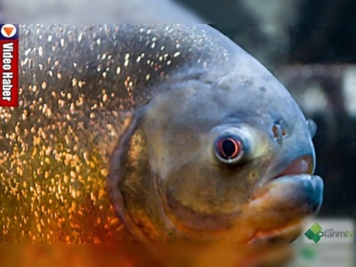 Piranhalar dişleriyle değil sesleriyle korkutuyor