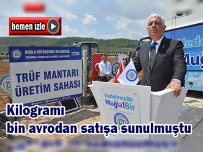 Trüf mantarı aşılı meşe fidanları dikimi yapıldı