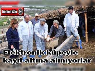 Manisa'da elektronik küpe dönemi başladı