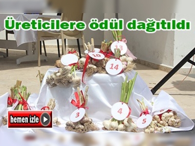 Ula'nın sarımsağı ve kirazı şenlikte buluştu