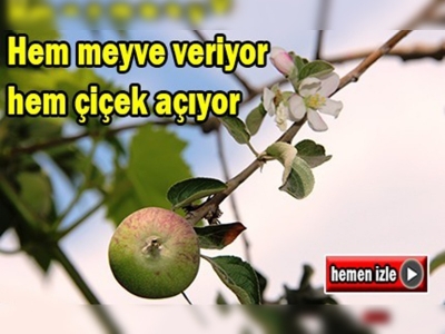 Bu ağaç hem meyve veriyor hem çiçek açıyor
