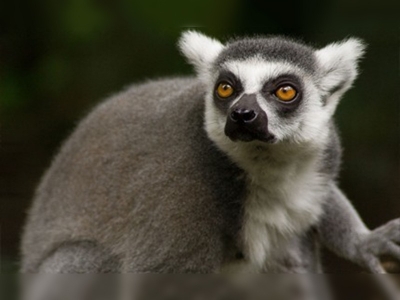 Lemurlar açlık çeken halkın kurbanı oldu! 