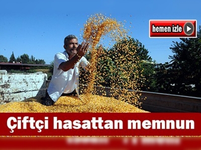 Çukurova'da mısır sevinci