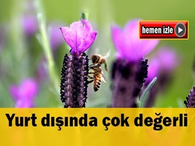 Burdur'da lavanta balı üretimi başladı
