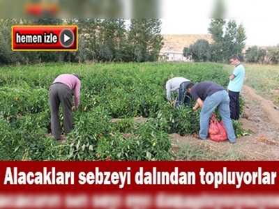 Müşteriler sebzeyi tarladan toplayarak alıyor